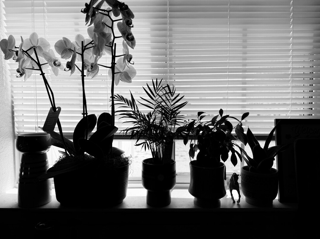 healthy indoor plants on windowsill