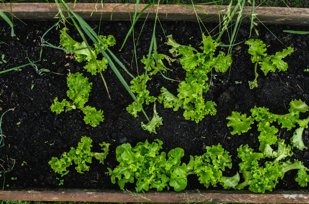 Raised wooden planter with lettuce and herbs in a home garden