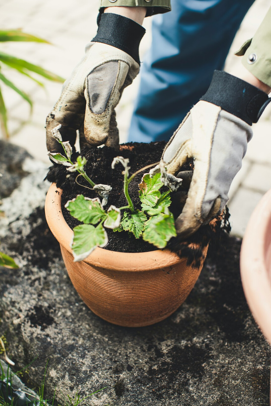 Hands repotting a small plant into a new pot with fresh soil