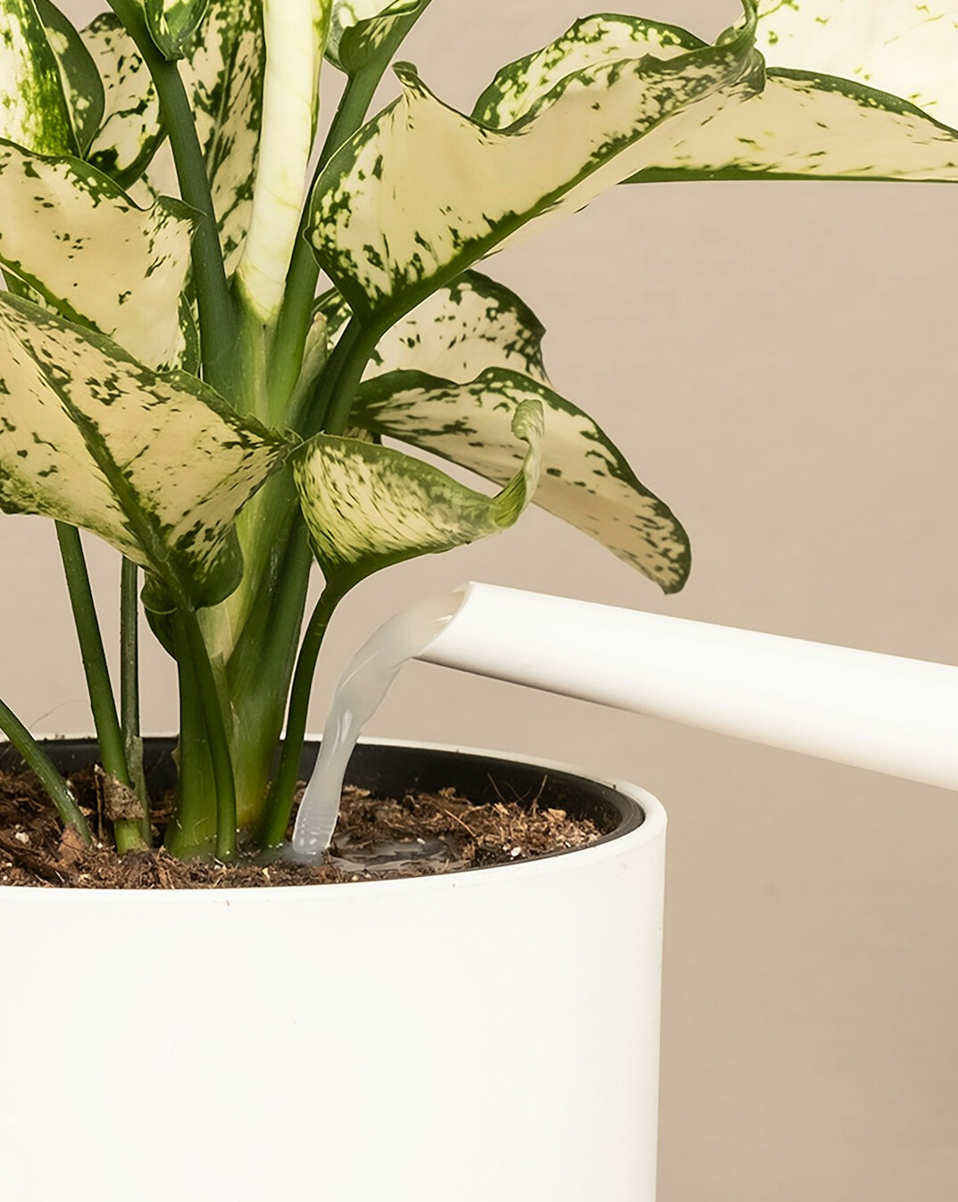 Small metal watering can pouring water on a potted plant