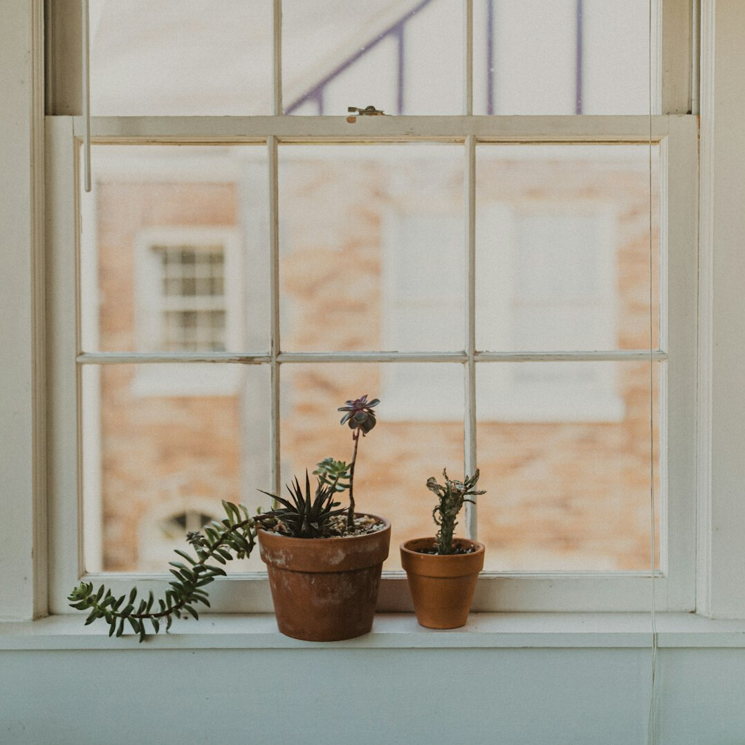 Tall snake plant in a ceramic pot beside a window