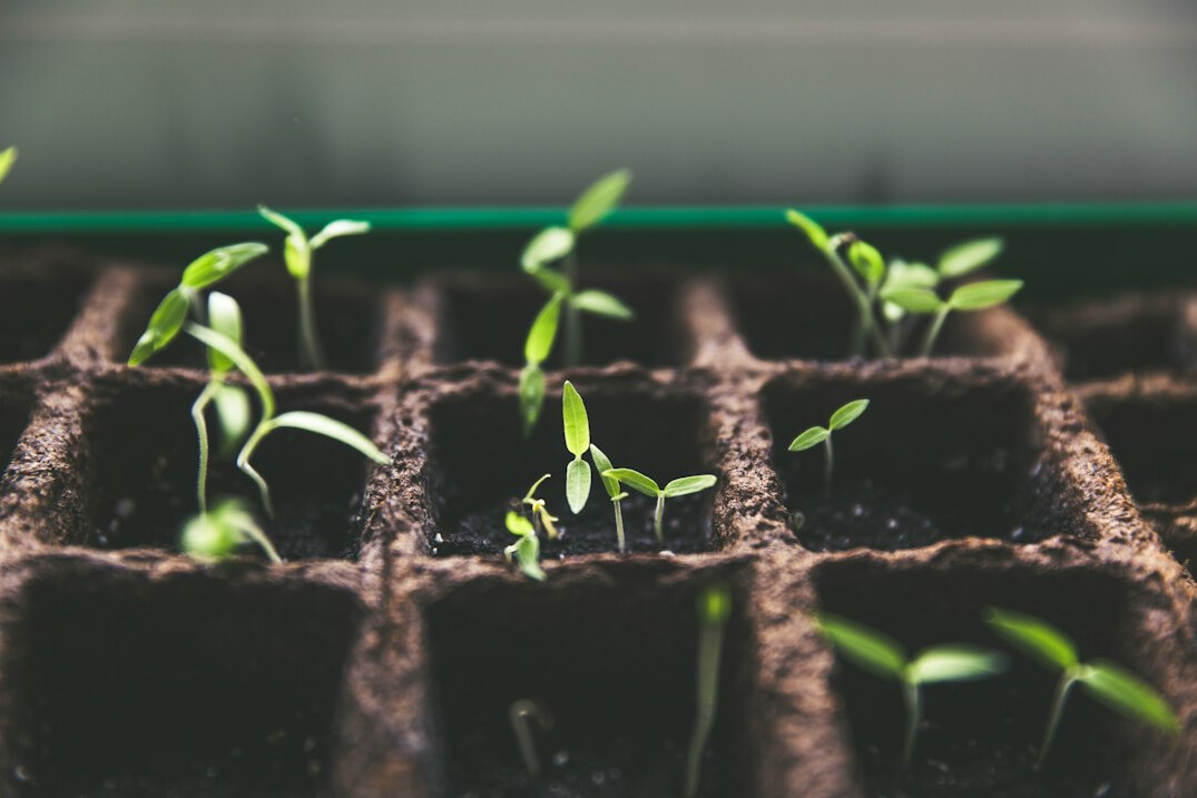 Wall calendar with garden notes beside seedlings in small pots