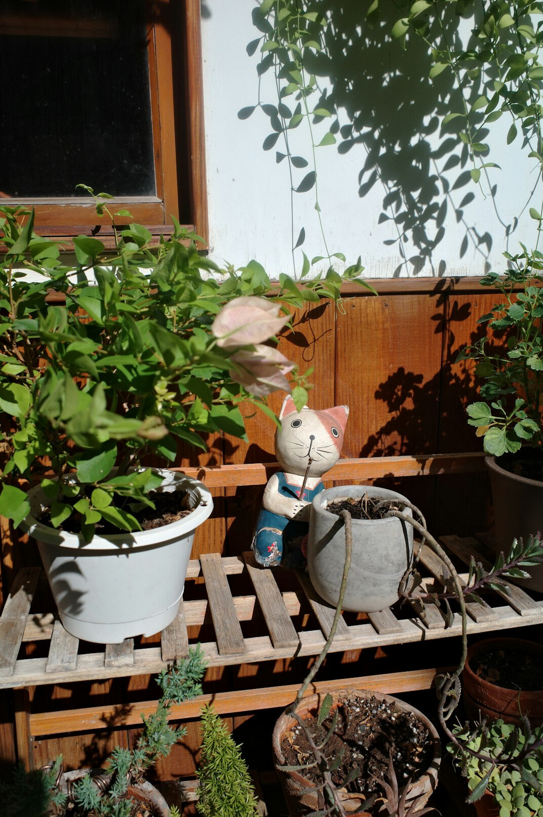 Pothos plant in a white pot on a wooden shelf near a window