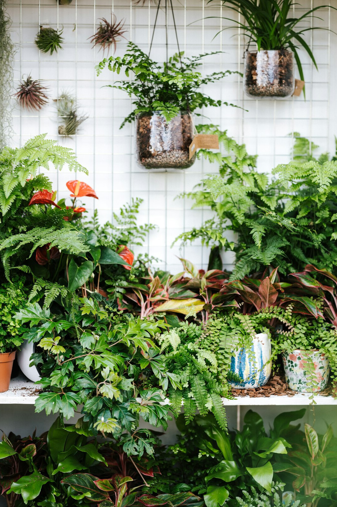 indoor plants for beginners