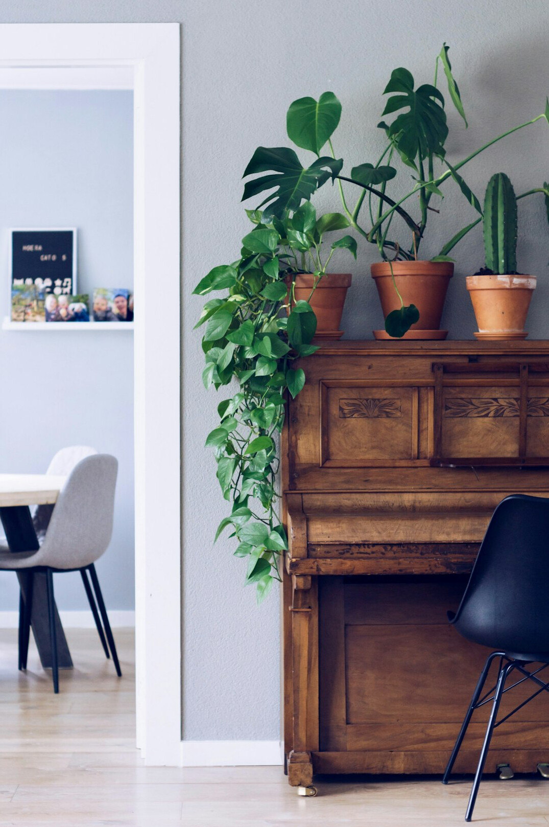 Bright living room with many houseplants on shelves and floor
