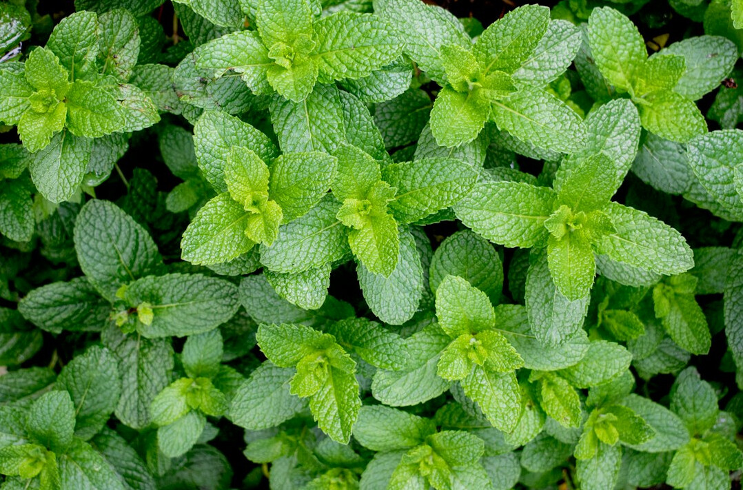 mint leaves close up