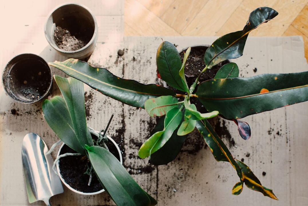 pruning indoor plants