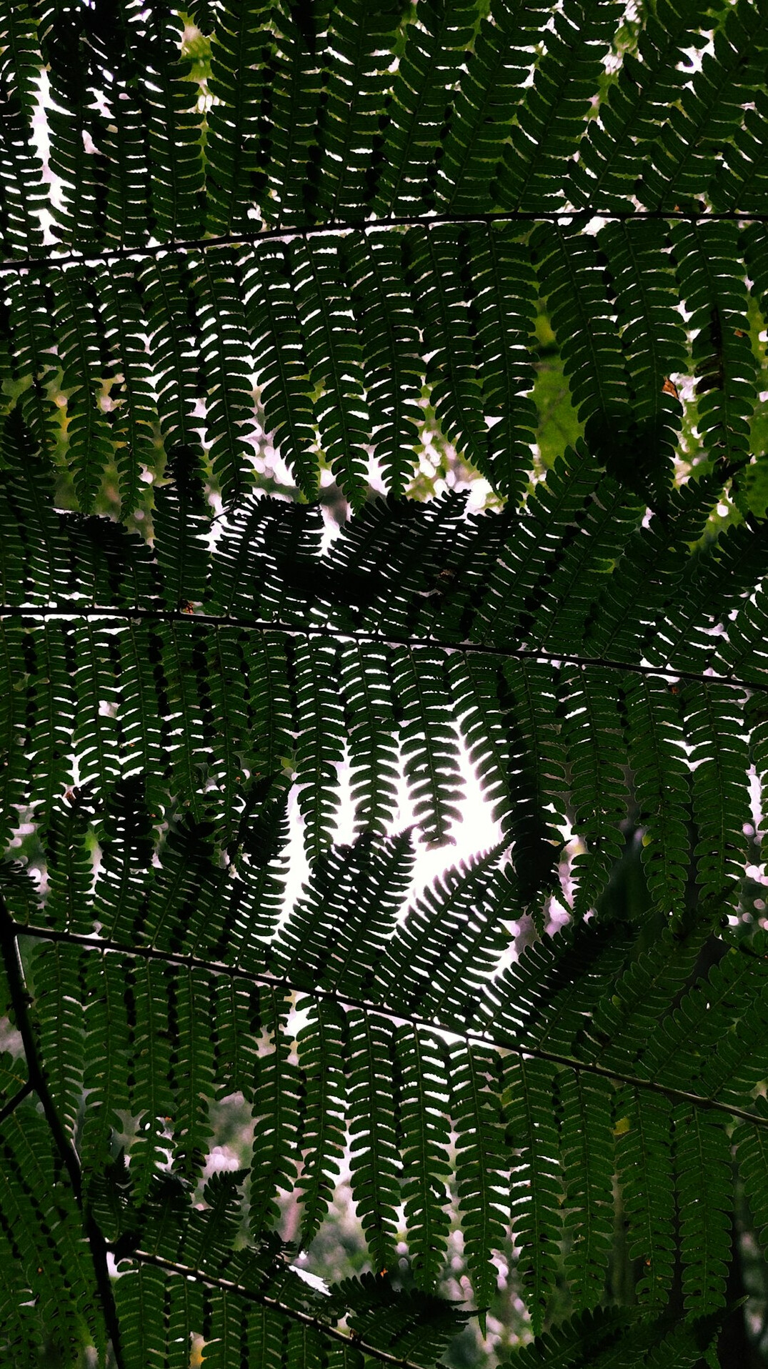 boston fern hanging