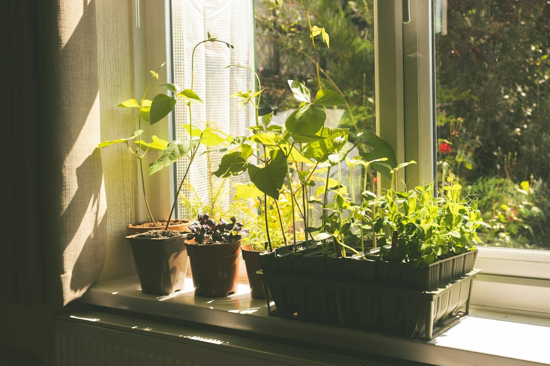 healthy indoor plants on windowsill