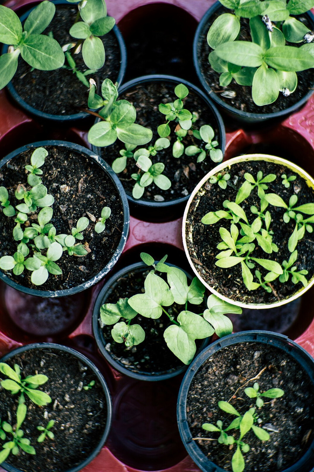 beginner indoor gardening