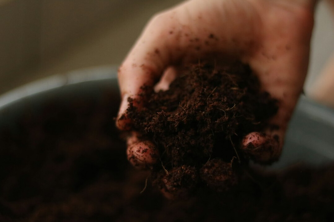 potting soil and plants
