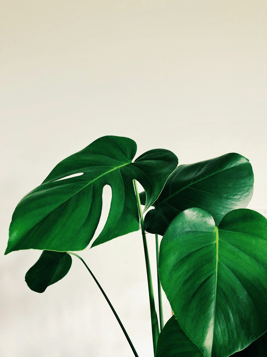 healthy houseplant leaves