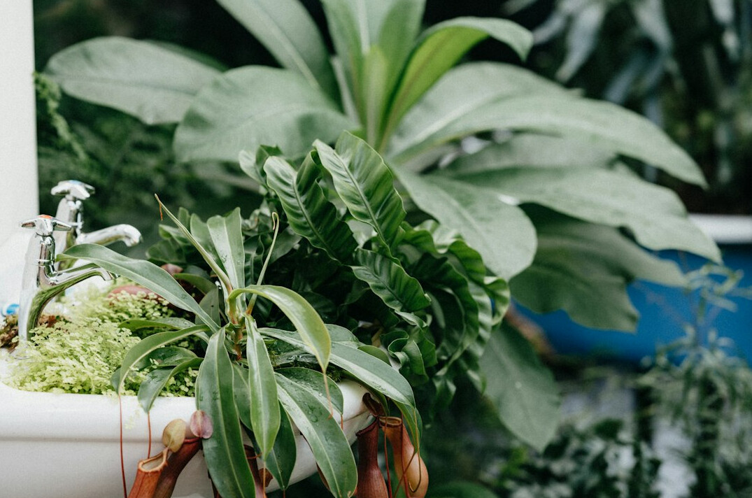 watering houseplants
