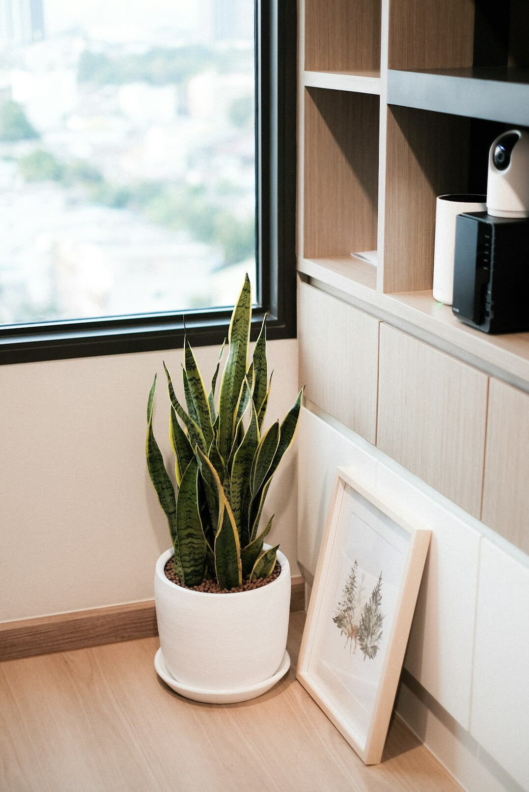 snake plant in pot