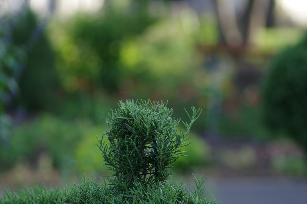 rosemary sprig in pot