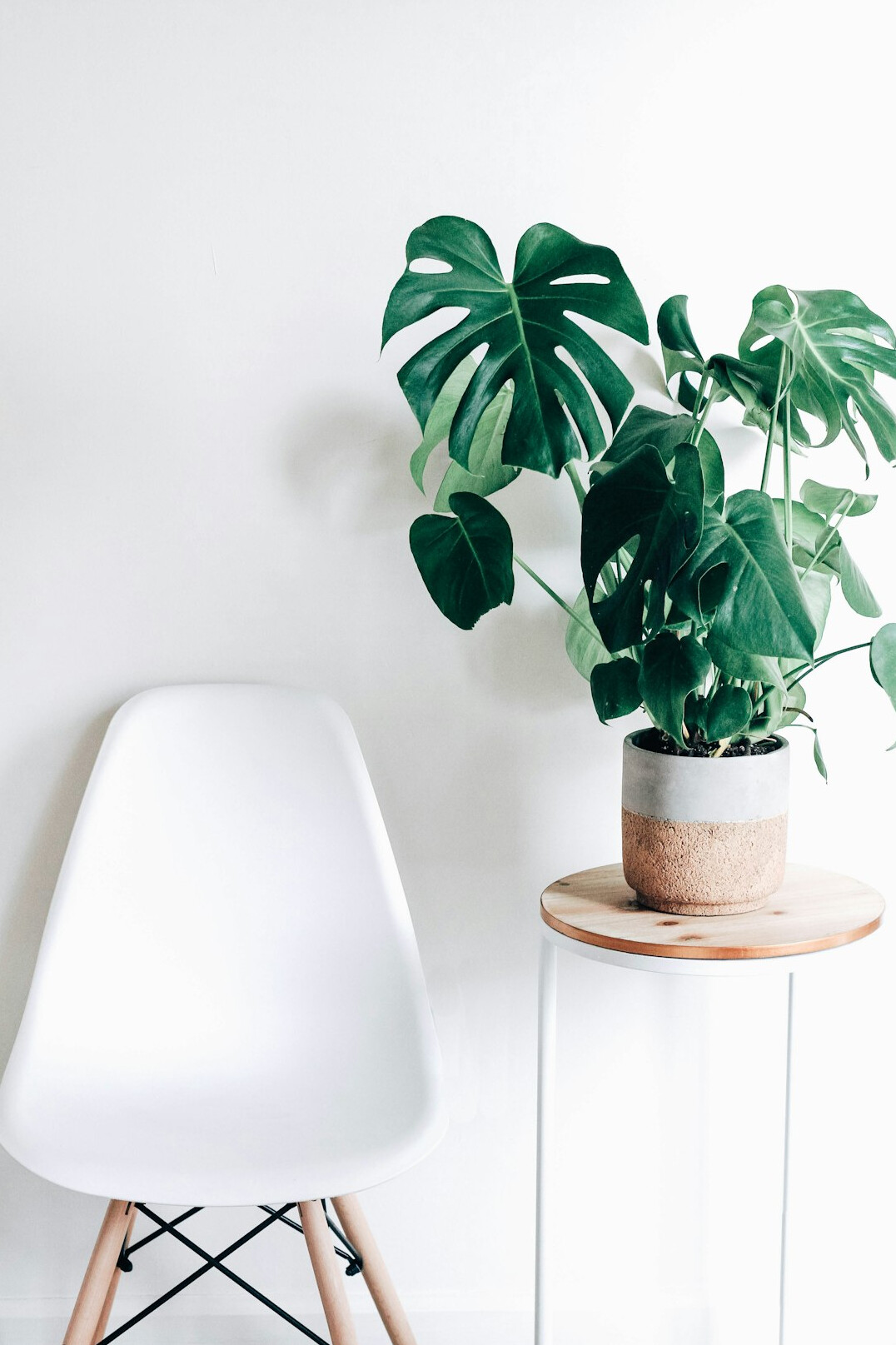 Group of common household plants: monstera, pothos and spider plant on a table