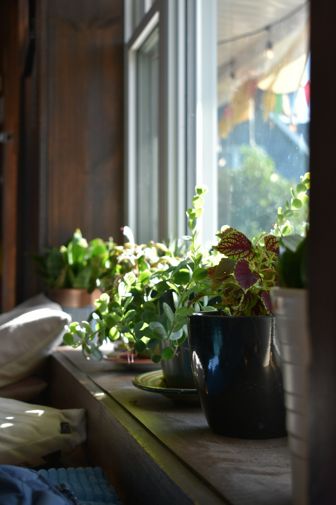 fresh basil plant on windowsill