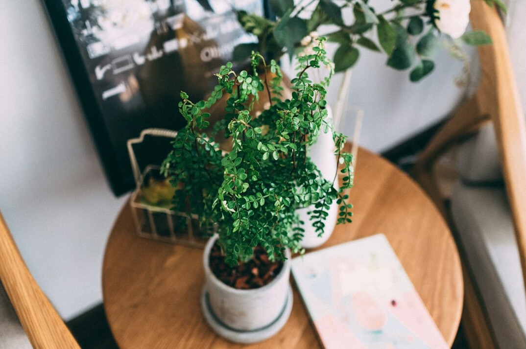 Printed plant care plan sheets with a small fern on a table