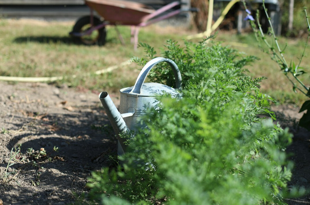 Small backyard vegetable garden with raised beds and a watering can