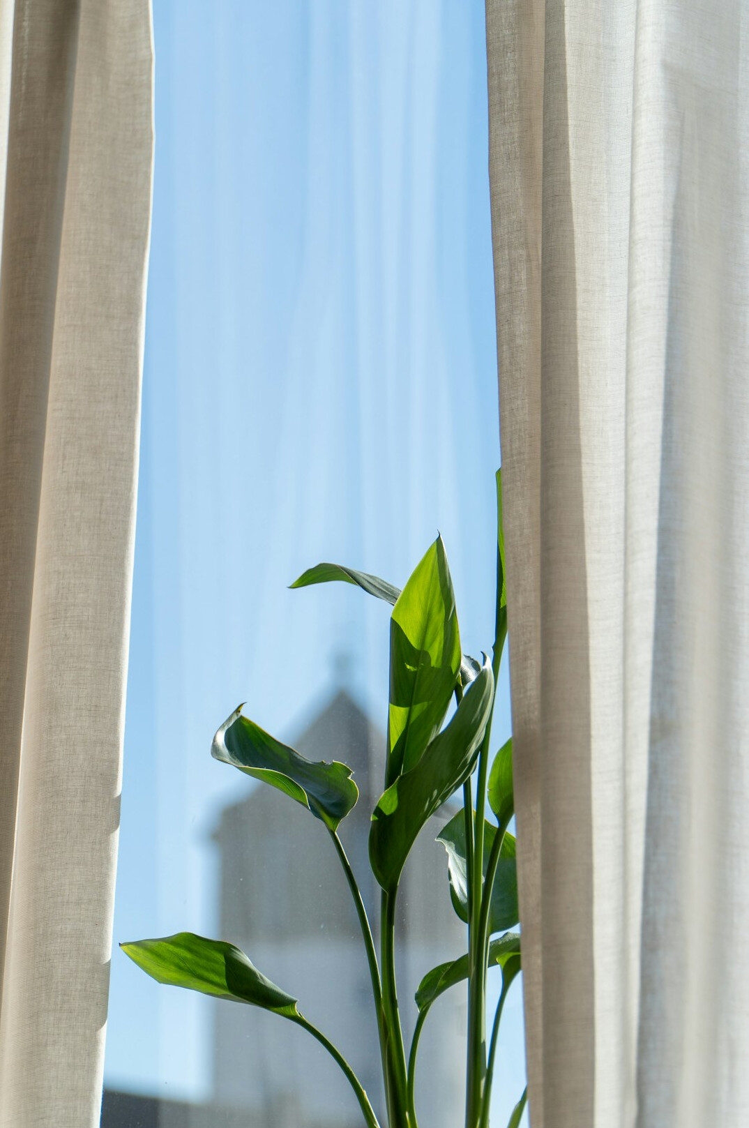 Person-free scene of a peace lily near a bright window with sheer curtains